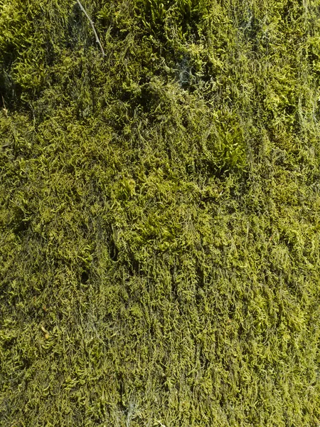 Moss on the tree — Stock Photo, Image