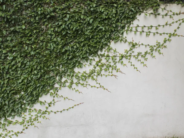 Schleichender Ficus — Stockfoto