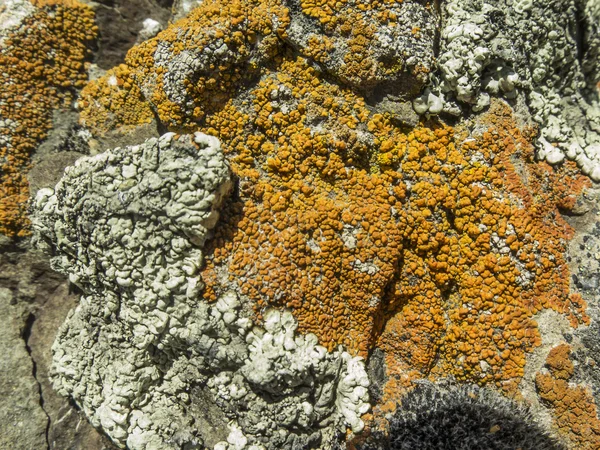 Yellow and grey lichens — Stock Photo, Image