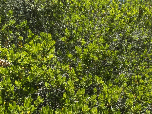 緑の葉の質感 — ストック写真