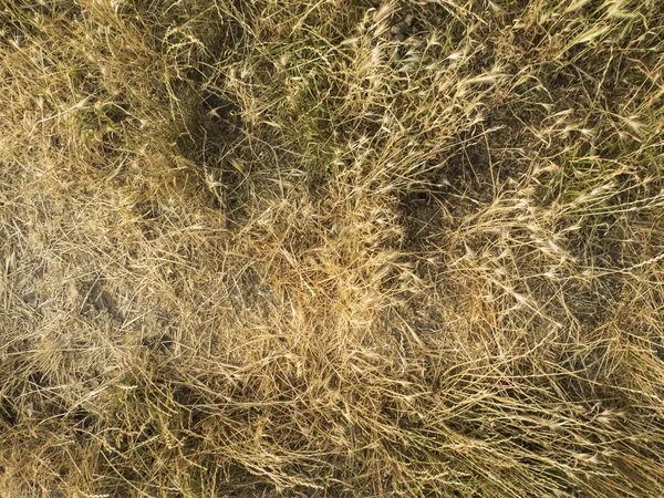 Grass texture — Stock Photo, Image