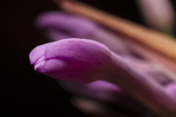 Veilchenblüte — Stockfoto