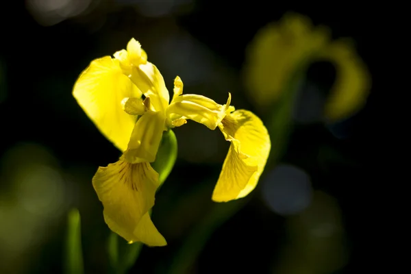 Yellow flower — Stock Photo, Image