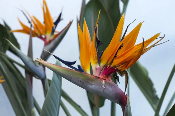 Röda och blå blomma — Stockfoto