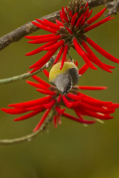 Oiseau sur une branche — Photo