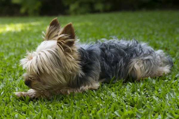 Yorkshire terrier — Stock Photo, Image