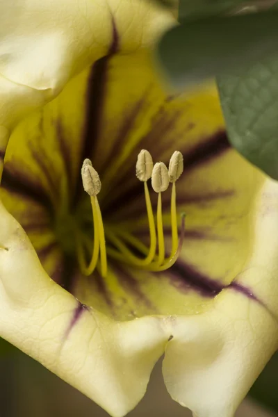 Λουλούδι από κοντά — Φωτογραφία Αρχείου