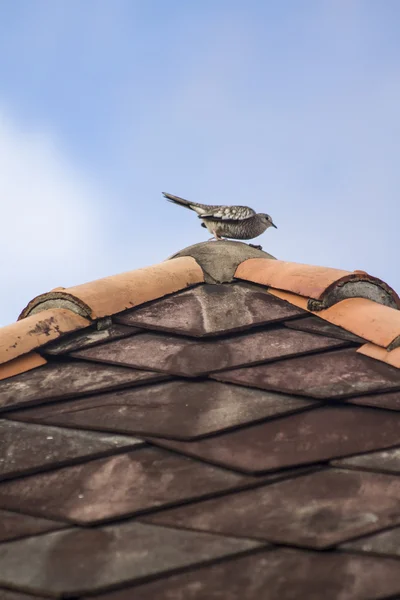Pássaro no telhado — Fotografia de Stock