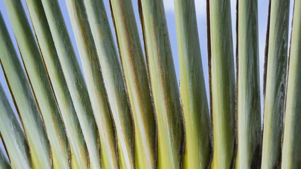 Palme — Stockfoto