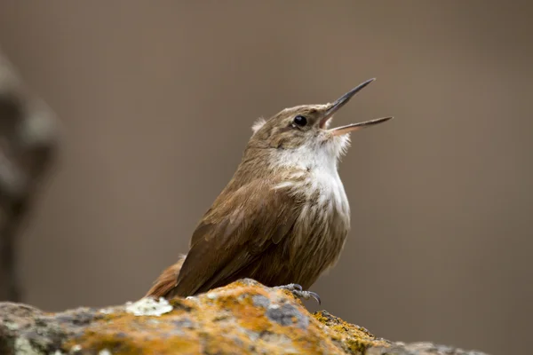 Petit oiseau brun — Photo