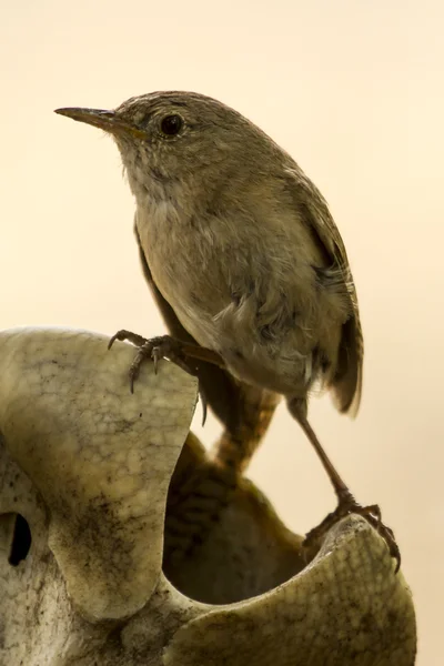 Ładny brązowy ptak — Zdjęcie stockowe