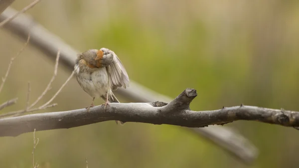 Şirin küçük kuş. — Stok fotoğraf