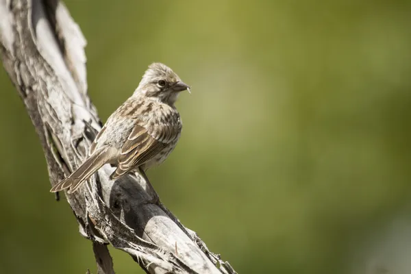 素敵な茶色の鳥 — ストック写真