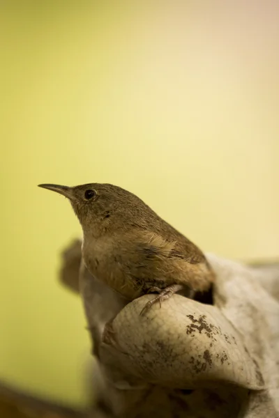 Hezký hnědý pták — Stockfoto