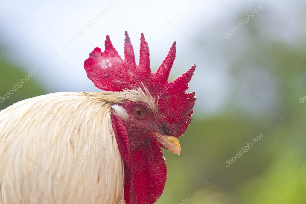 Cock close-up