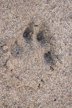 pawprints yere