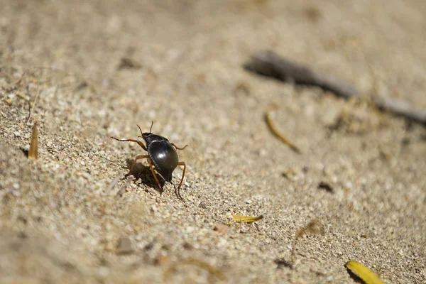 Beetle on the ground — Stock Photo, Image