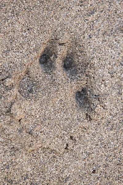 Pawprints on the ground — Stock Photo, Image