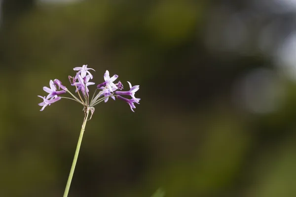 Fiore in giardino — Foto Stock