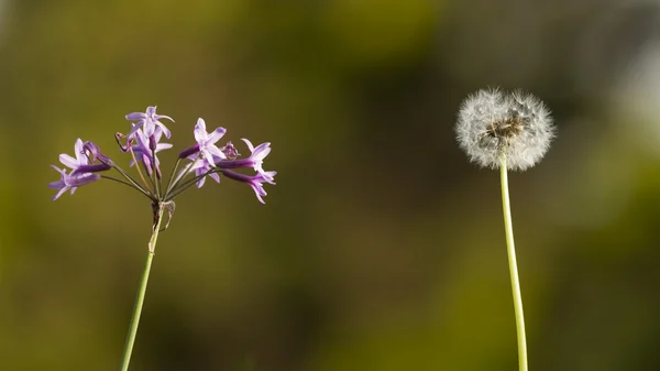 Löwenzahn Nahaufnahme Detail Blume — Stockfoto