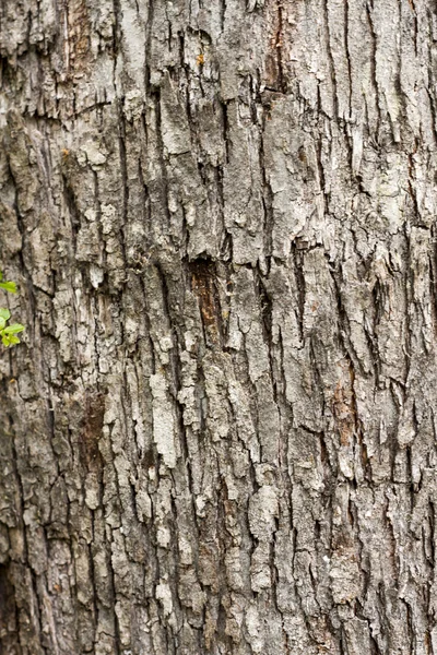 Textura em árvore — Fotografia de Stock