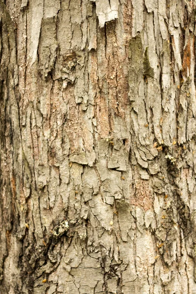 Textura em árvore — Fotografia de Stock