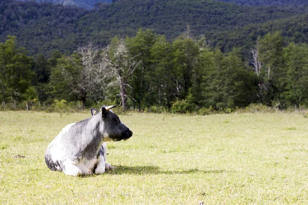 Mucca sul prato — Foto Stock