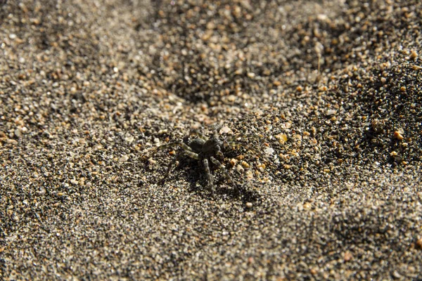Spinne im Sand — Stockfoto