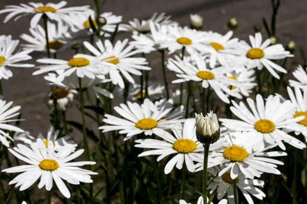 Fält av tusensköna blommor — Stockfoto