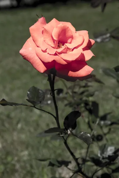 庭でバラ — ストック写真