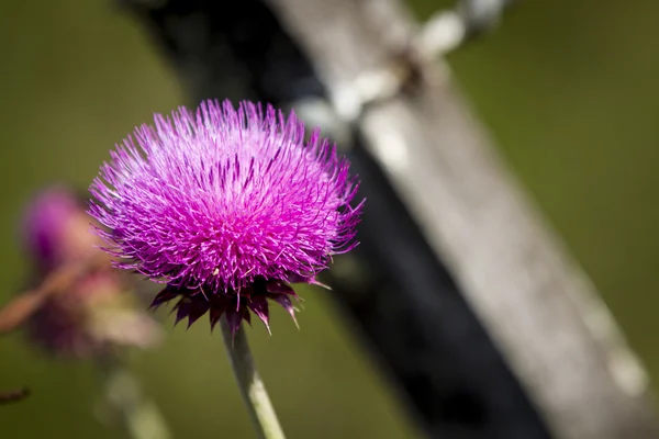 Veilchenblüte — Stockfoto