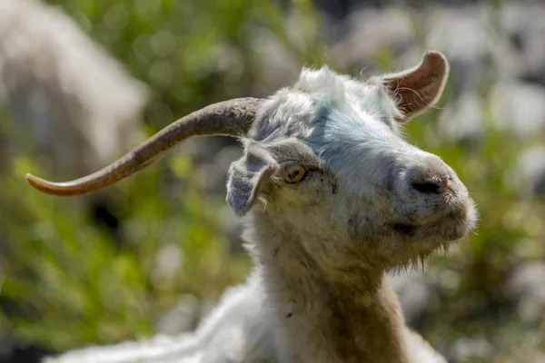 Goat in the field — Stock Photo, Image