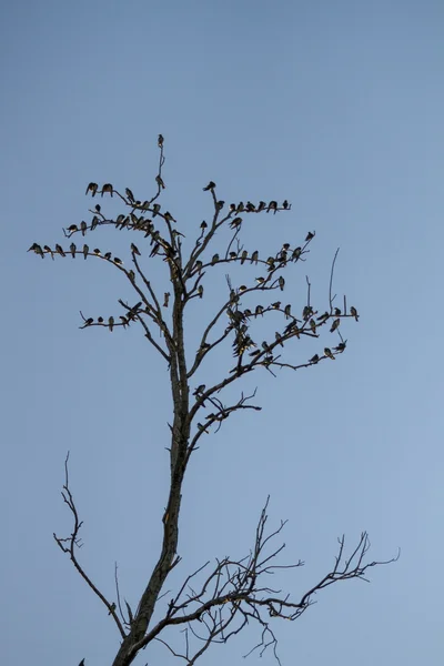 Pássaros em uma árvore morta — Fotografia de Stock