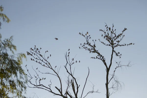 Ptáci na mrtvý strom — Stock fotografie