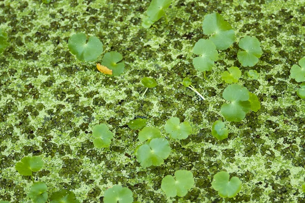 Vodní kapradina zelené textura — Stock fotografie
