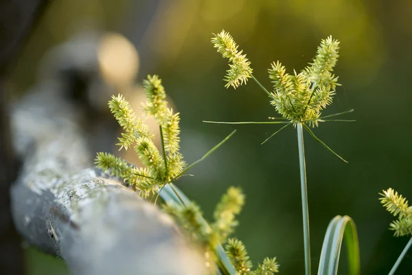 Prateria naturale fuori città — Foto Stock