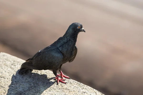 Graue Taube — Stockfoto