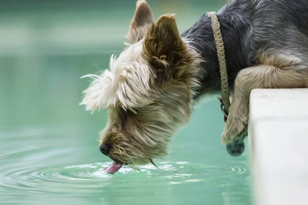 Schattige yorkshire terriër hond Rechtenvrije Stockfoto's