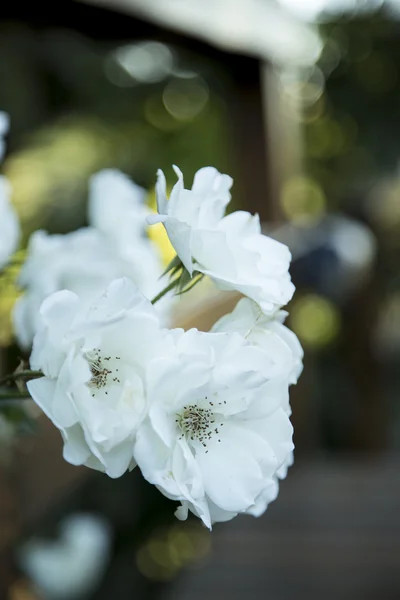 白い花を閉じて — ストック写真