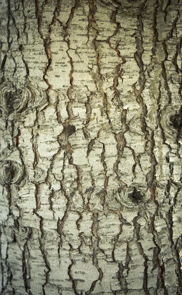 Tree texture — Stock Photo, Image