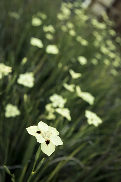 Colorful iris — Stock Photo, Image