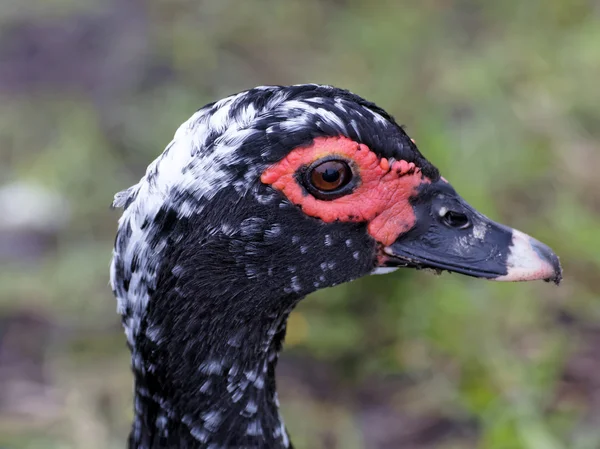 Closeup of a Muscovy Duck — Stock Photo, Image