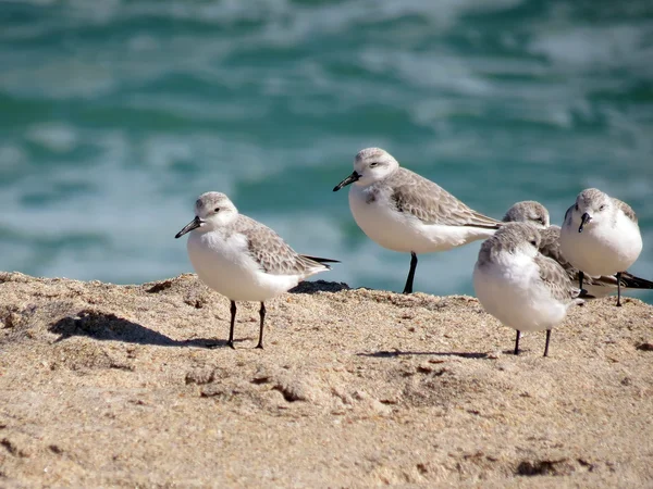 ビーチでの sanderlings — ストック写真