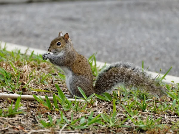 Snack Time — Stock Photo, Image