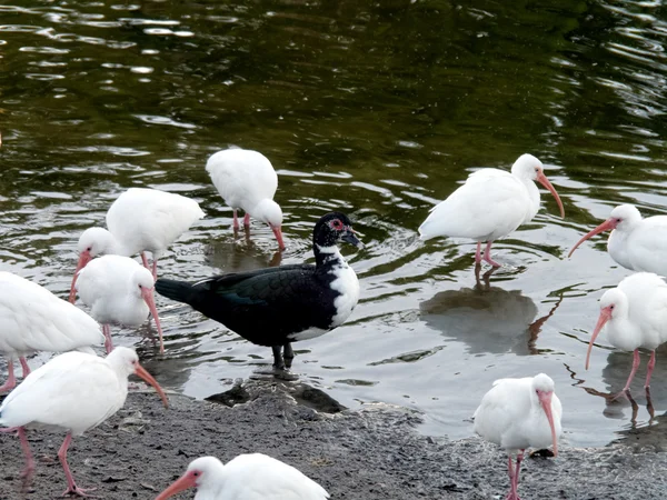 Våga vara annorlunda — Stockfoto