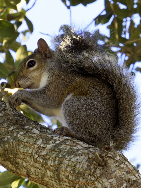 Profile of a Squirrel — Stock Photo, Image