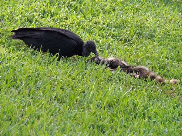 Black Vulture Eating — Stock Photo, Image