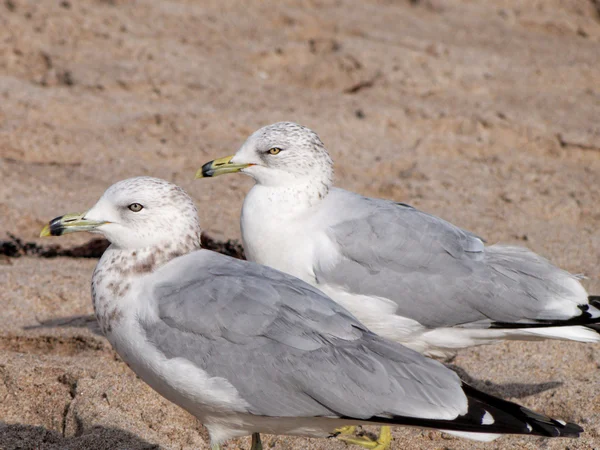 Par de gaviotas facturadas en una playa —  Fotos de Stock