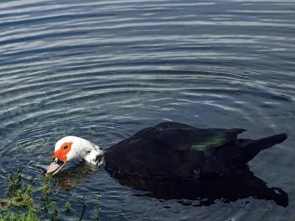 Muscovy Duck Eating — Stock Photo, Image