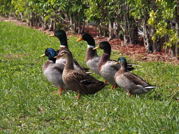 Badelynge Mallard Ducks — Stock Photo, Image